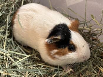 Rescue Short Haired Guinea Pigs for Adoption in Paramus, New Jersey - Marshmellow | PetCurious